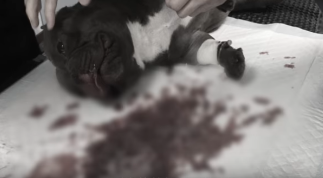 热衰竭中暑究竟有多恐怖 短鼻犬的天敌 夏季夺走狗狗生命的头号杀手 知乎 热衰竭中暑究竟有多恐怖 短鼻犬的天敌 夏季夺走狗狗生命的头号杀手 知乎