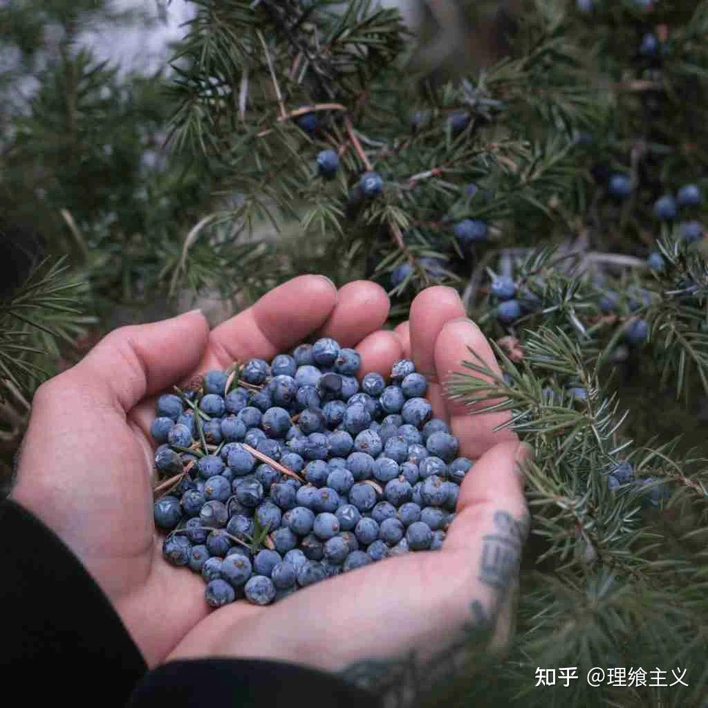 什么是杜松子？如何最好地使用它们？ - 知乎