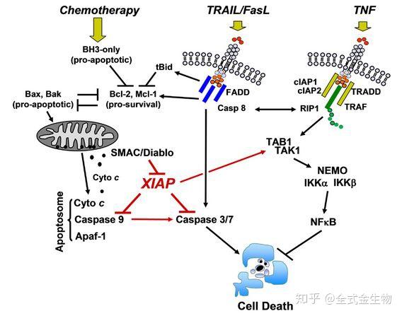 【细胞凋亡原创系列二】细胞凋亡通路- 知乎
