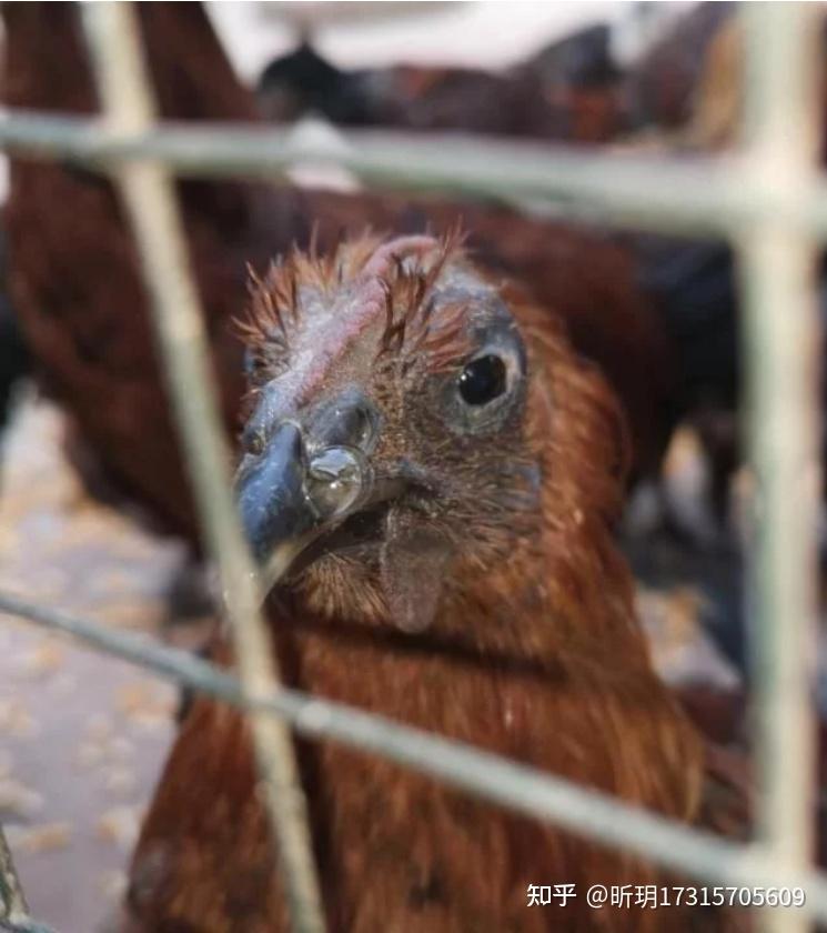 鸡咳嗽是禽流感吗鸡咳嗽用什么药能治好土办法治鸡呼吸道鸡老咳嗽吃啥