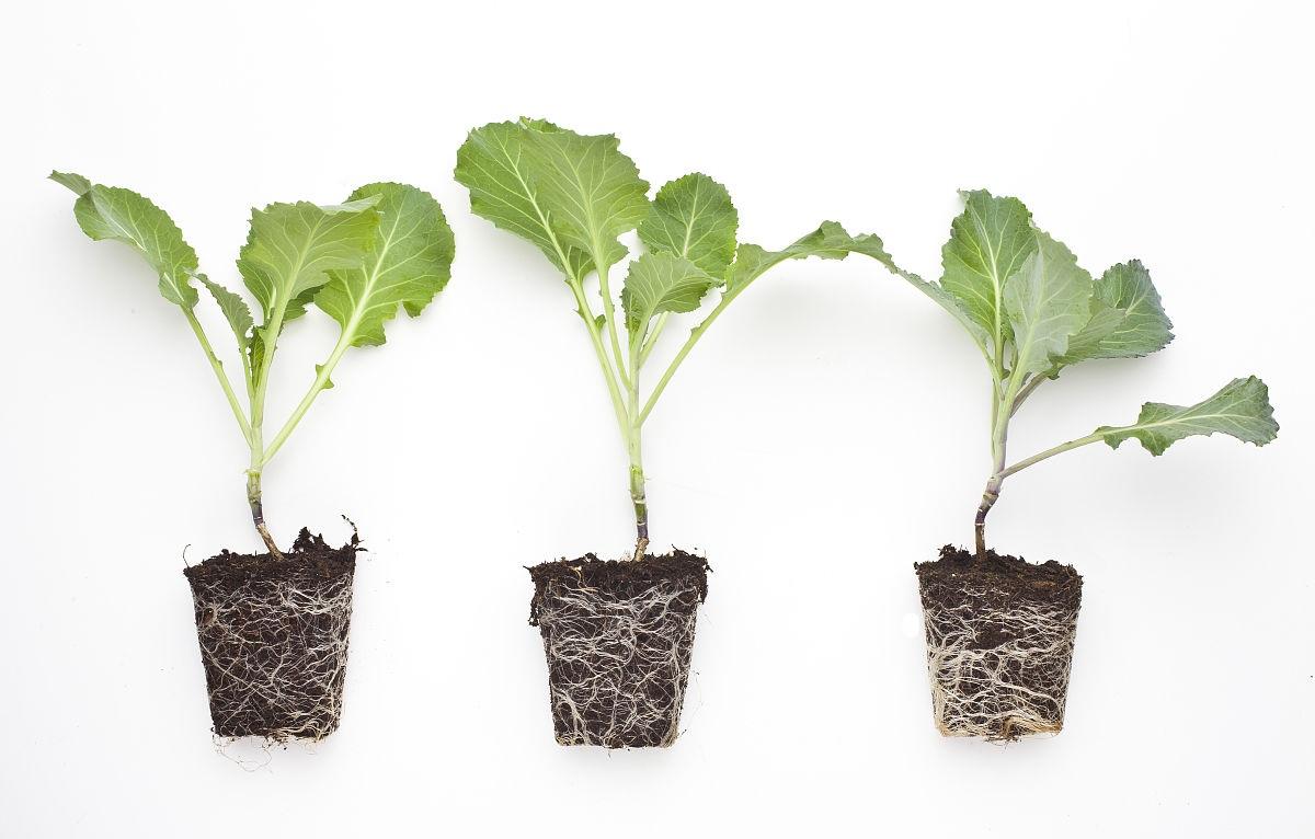 植物根系的秘密 知乎 植物根系的秘密 知乎