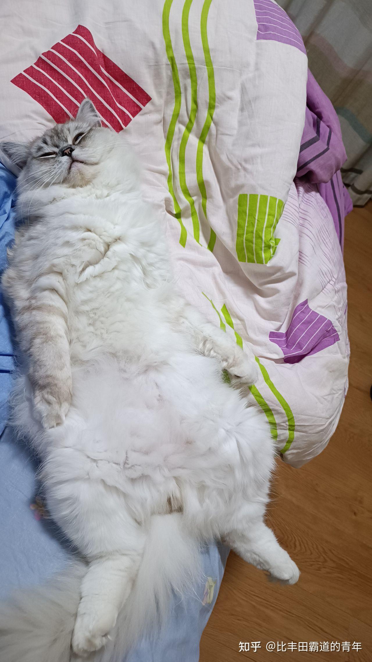 银渐层与布偶的串串是这样的!