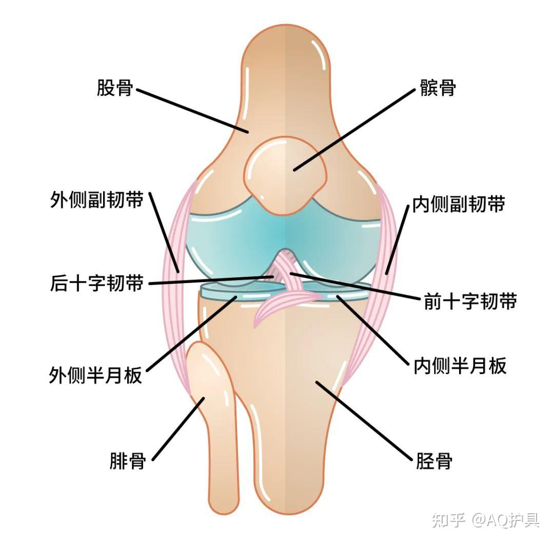 半月板损伤的原因图片