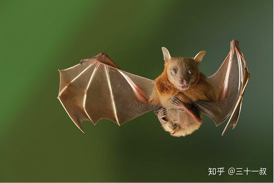 蝙蝠和老鼠到底有没有关系? - 知乎