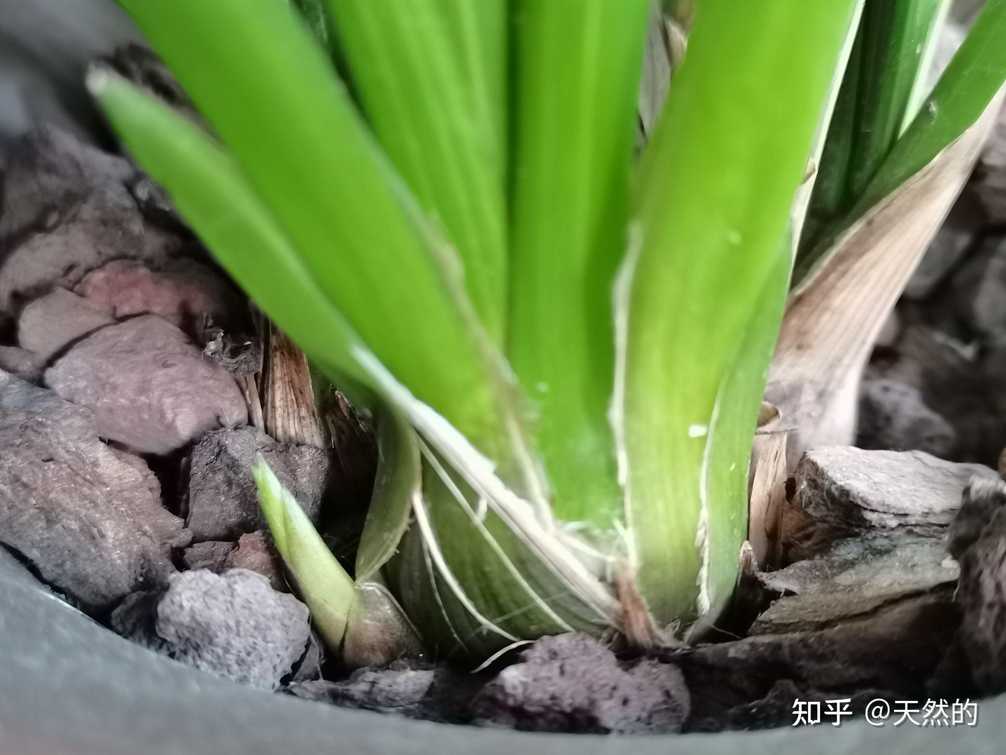 新的叶芽再出一个,期待中的花芽还是没赏脸到来.