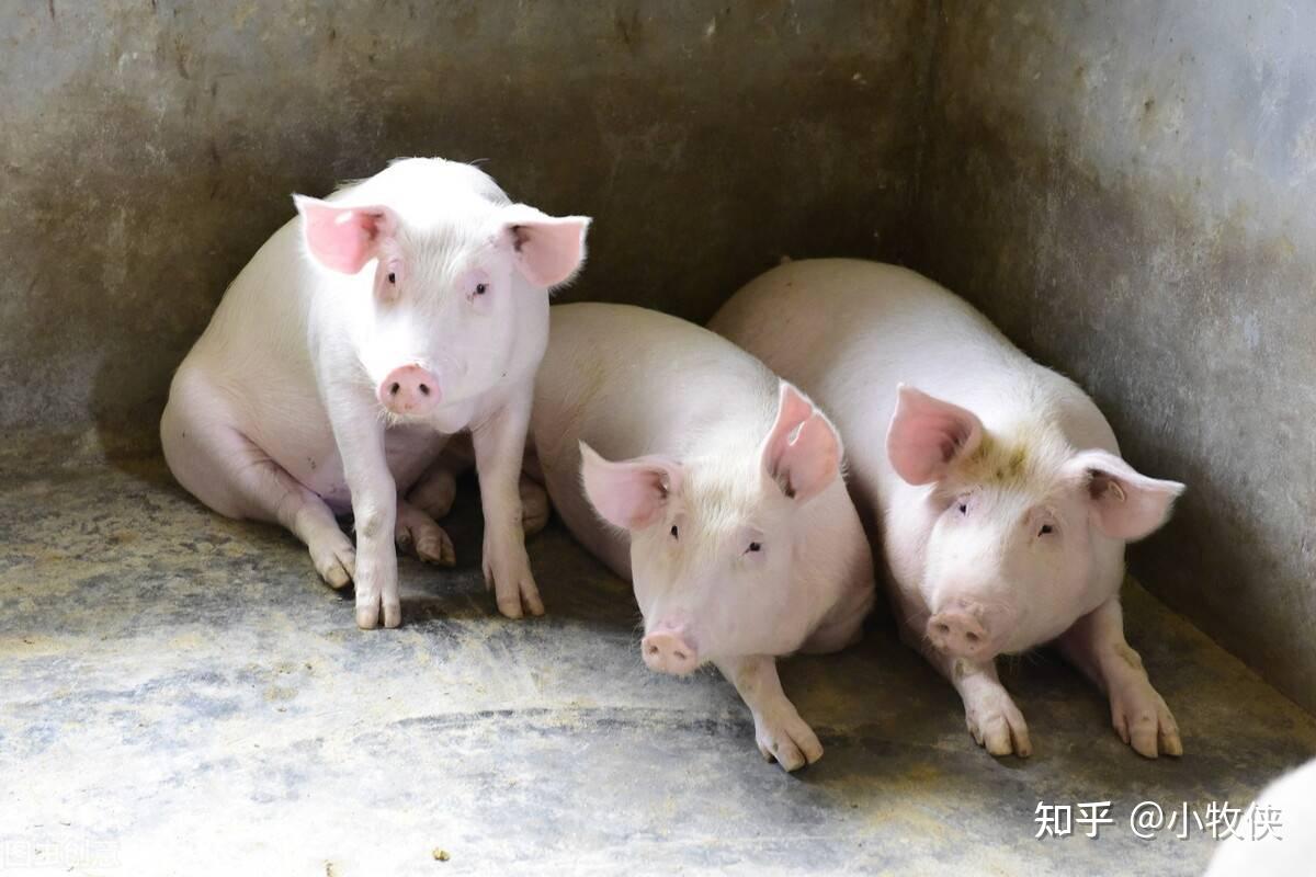 猪支原体肺炎打什么针好猪支原体肺炎的症状有哪些一文解答