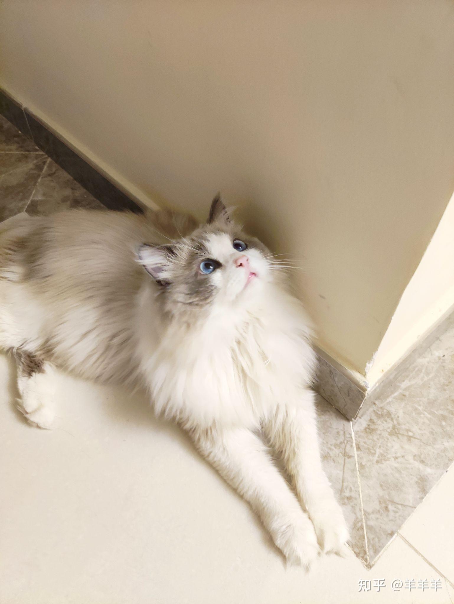 看上两只4000多的布偶猫,求各位大神帮看看哪只品相更好,值不值这个价