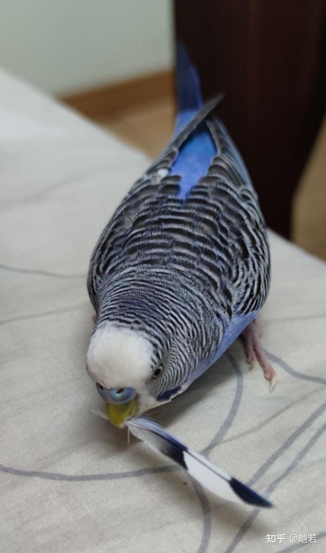 虎皮鹦鹉可爱可耐