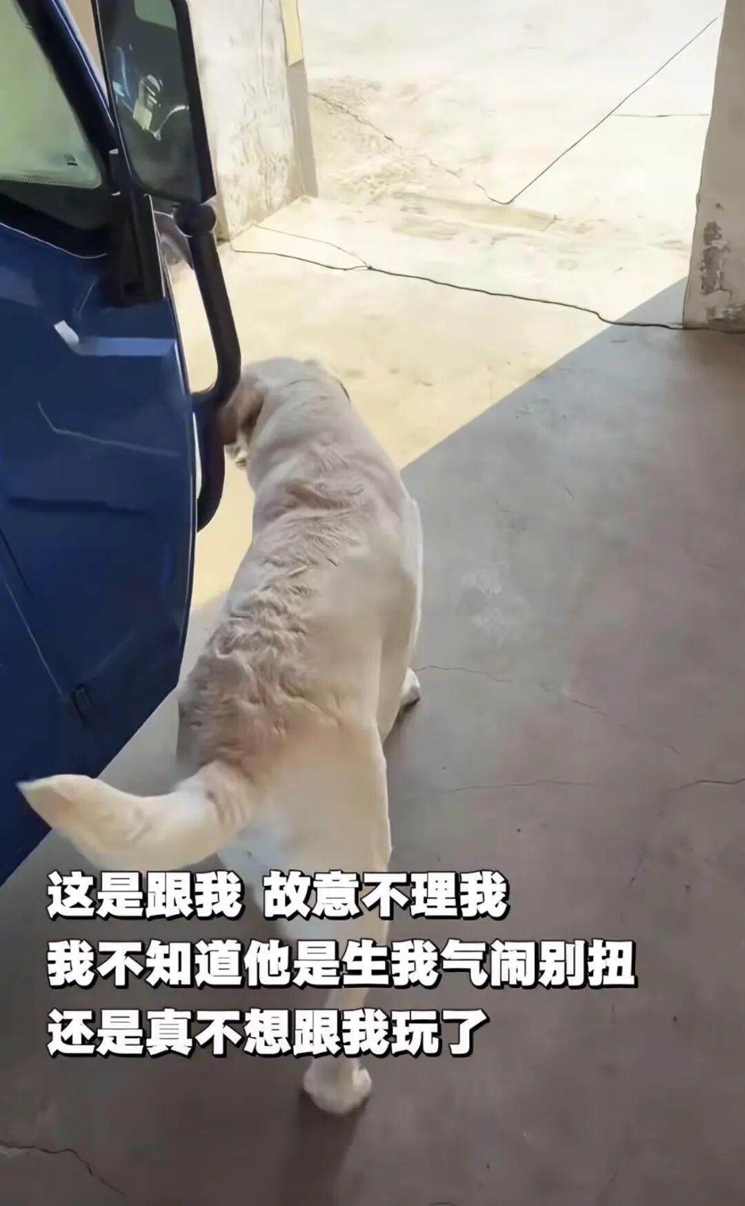 过年带狗回家，返城时带不走了…妹子无语：狗把我遗弃了！ - 知乎
