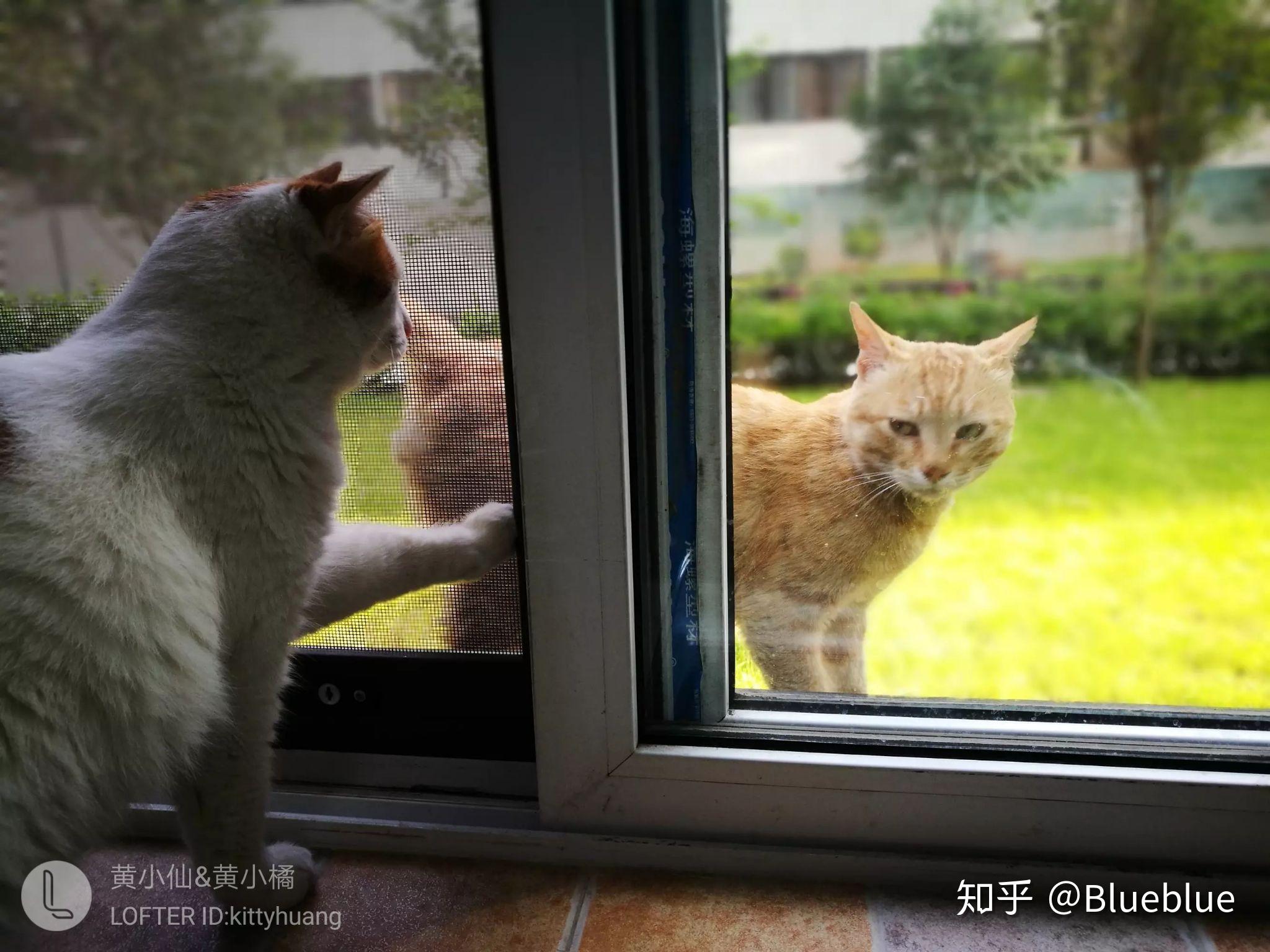 两只可爱的猫看着窗外治愈13插画图片-千库网