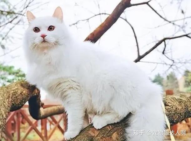 狮子猫的“优缺点”分析,你确定适合养它? - 知乎