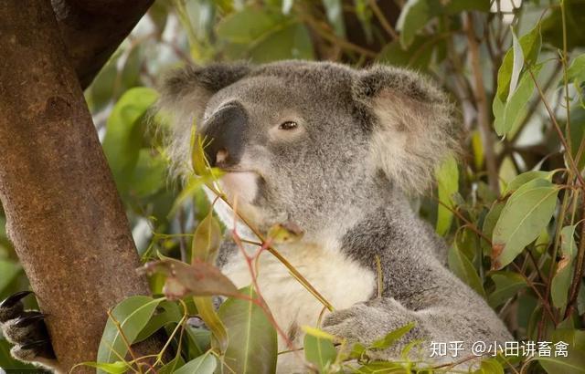 澳大利亞國寶樹袋熊為什麼被稱為不生寄生蟲的動物