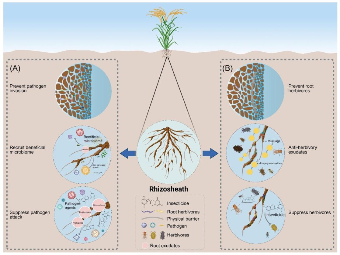 Trends in Plants Science|根鞘性状“育种”提升作物抗逆 - 知乎