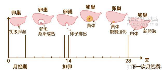 女生体内的黄体是什么？ - 知乎