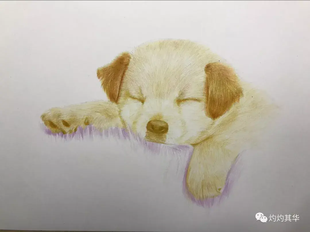 彩铅教程拉布拉多犬手绘