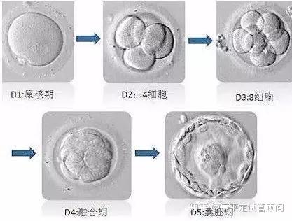 试管婴儿鲜胚、冻胚和囊胚,移植哪个成功率更高? - 知乎