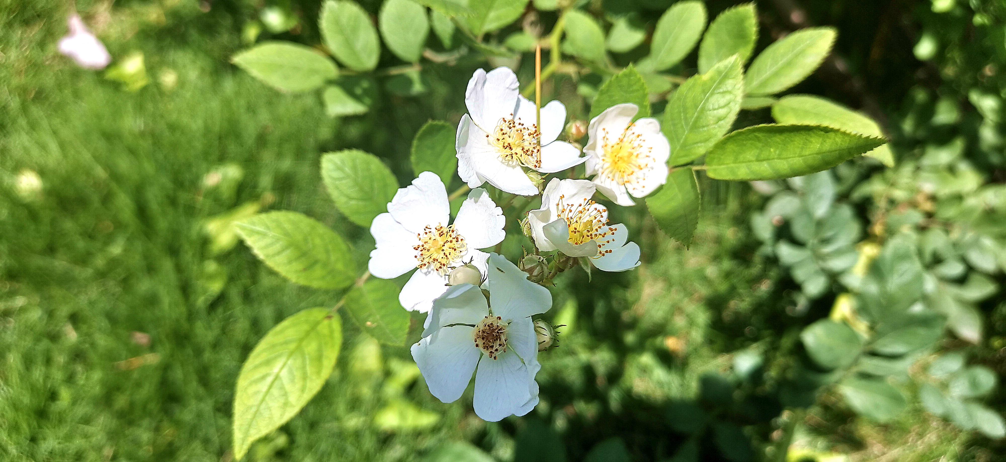吉安视觉 后河味道的白色野蔷薇花开烂漫 知乎