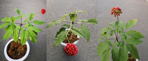 参娃狗蛋:盆栽人参的基本种植常识很重要!