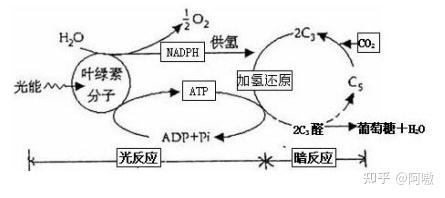 高中生物必修一•光合作用与能量转化(二) - 知乎