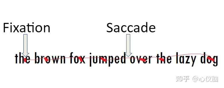 眼球在注视点之间产生的跳动是眼跳(saccade),它是受中枢神经系统控制