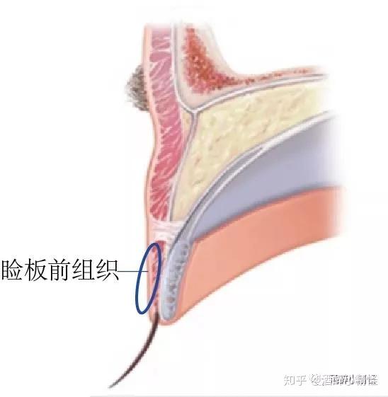 下唇的厚度,与皮肤,肌肉,睑板前组织(脂肪)有关.