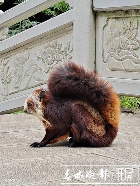 可可爱爱飞鼠误入宣威一村民家中民警救助放鼠归山