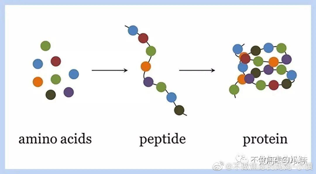 氨基酸是组成蛋白质的基本单位,两个及以上的氨基酸结合形成肽链,一条