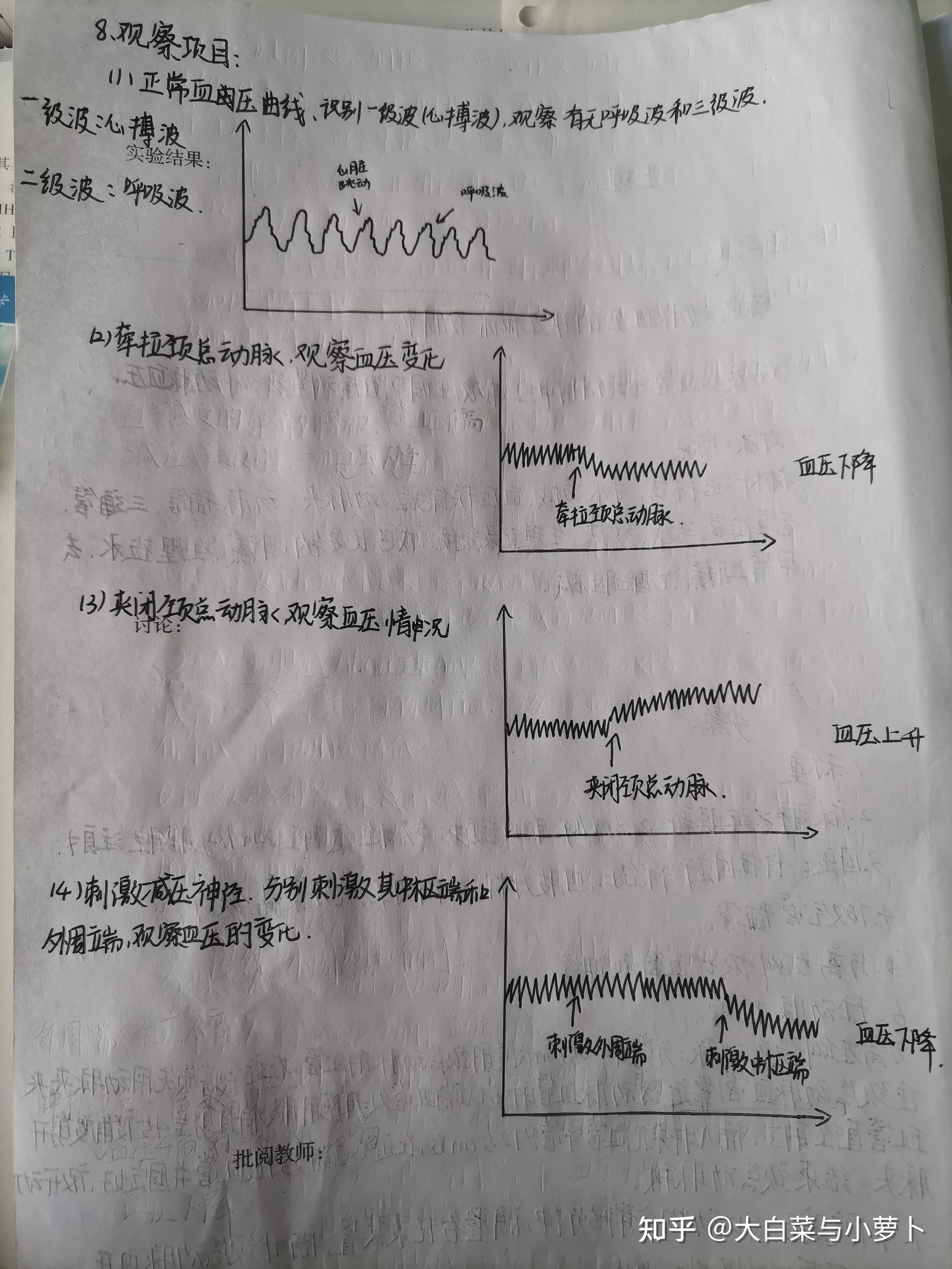 家兔动脉血压的神经调节和体液调节实验报告