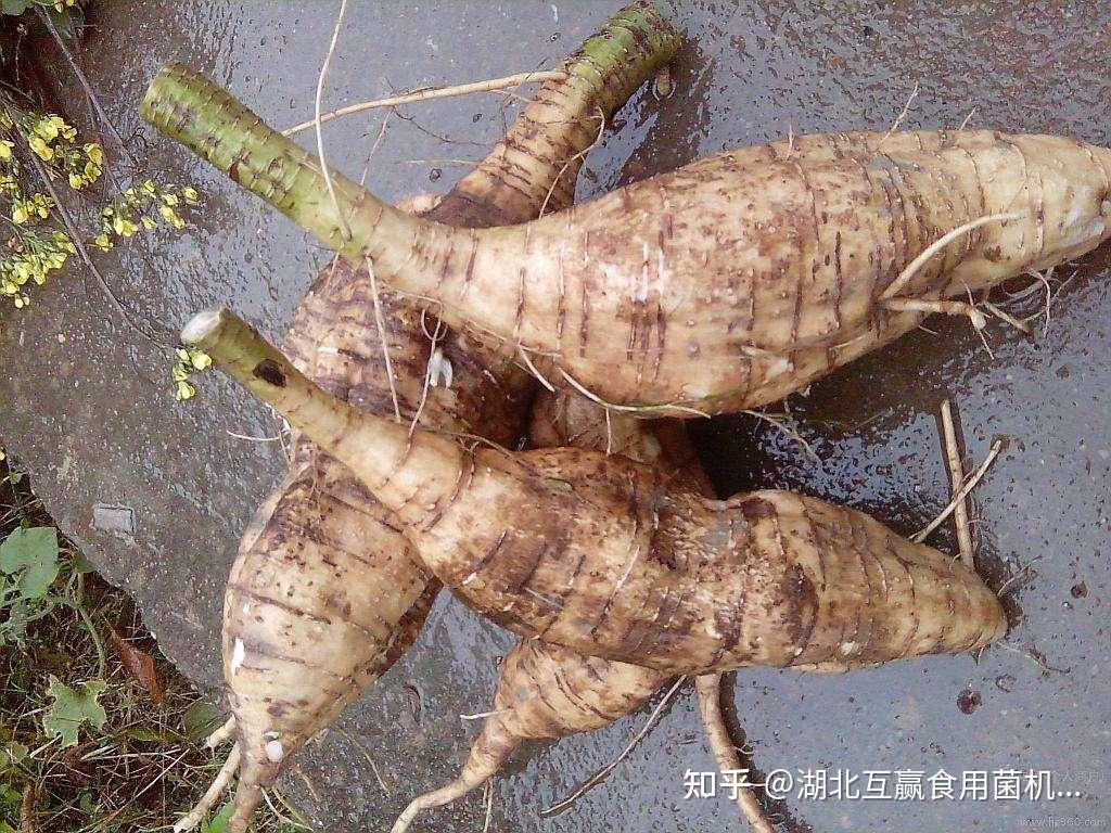 比如木薯粉或者葛根粉.利润要翻好几倍!不仅如此,造假的成本还非常低!