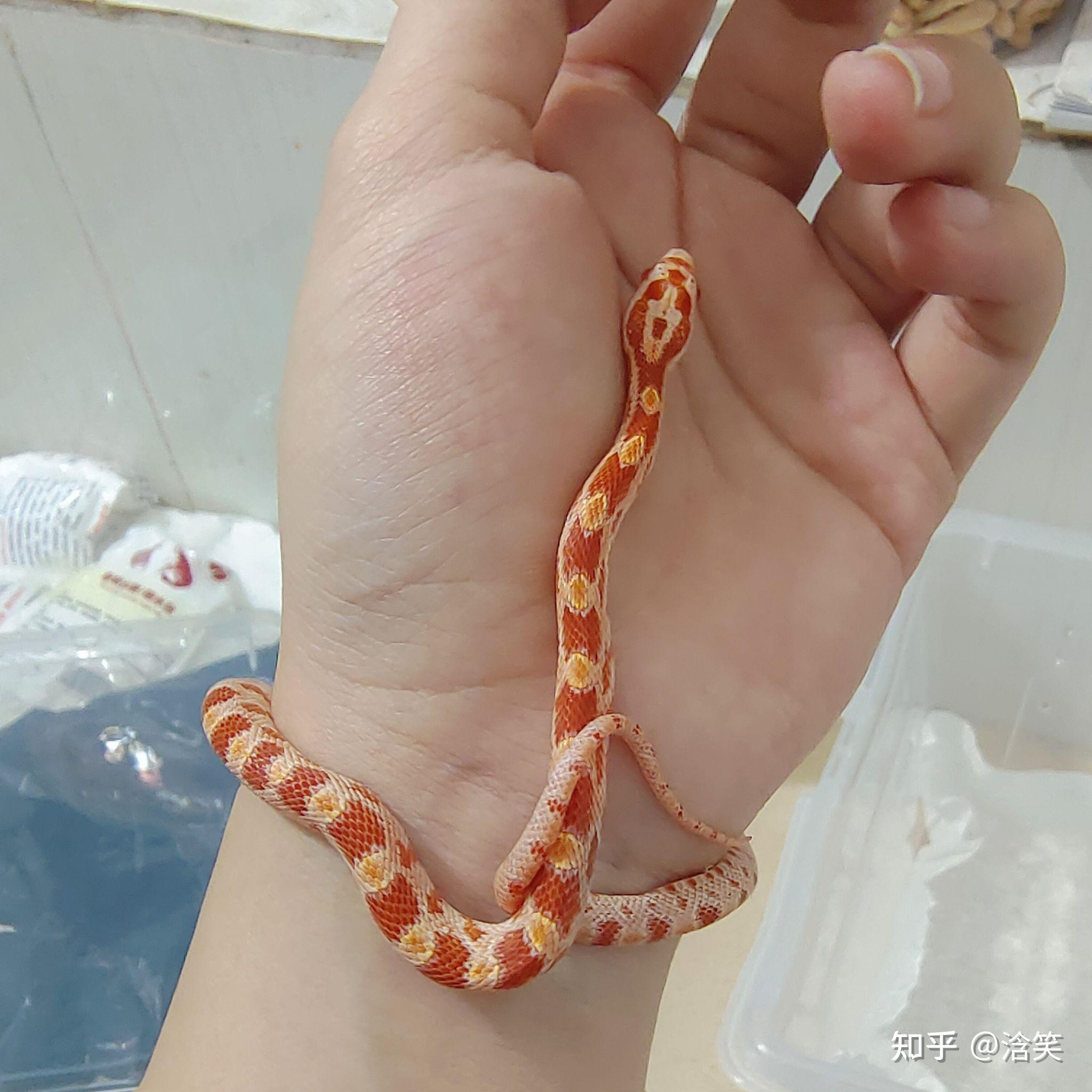 想入一条玉米蛇有推荐么