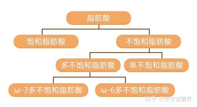 一,食物,脂肪,脂肪酸