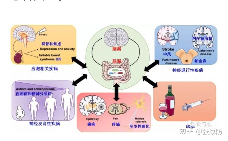 肠道是人的第二大脑,肠道的完整性和肠道菌群平衡维护着大脑的健康.