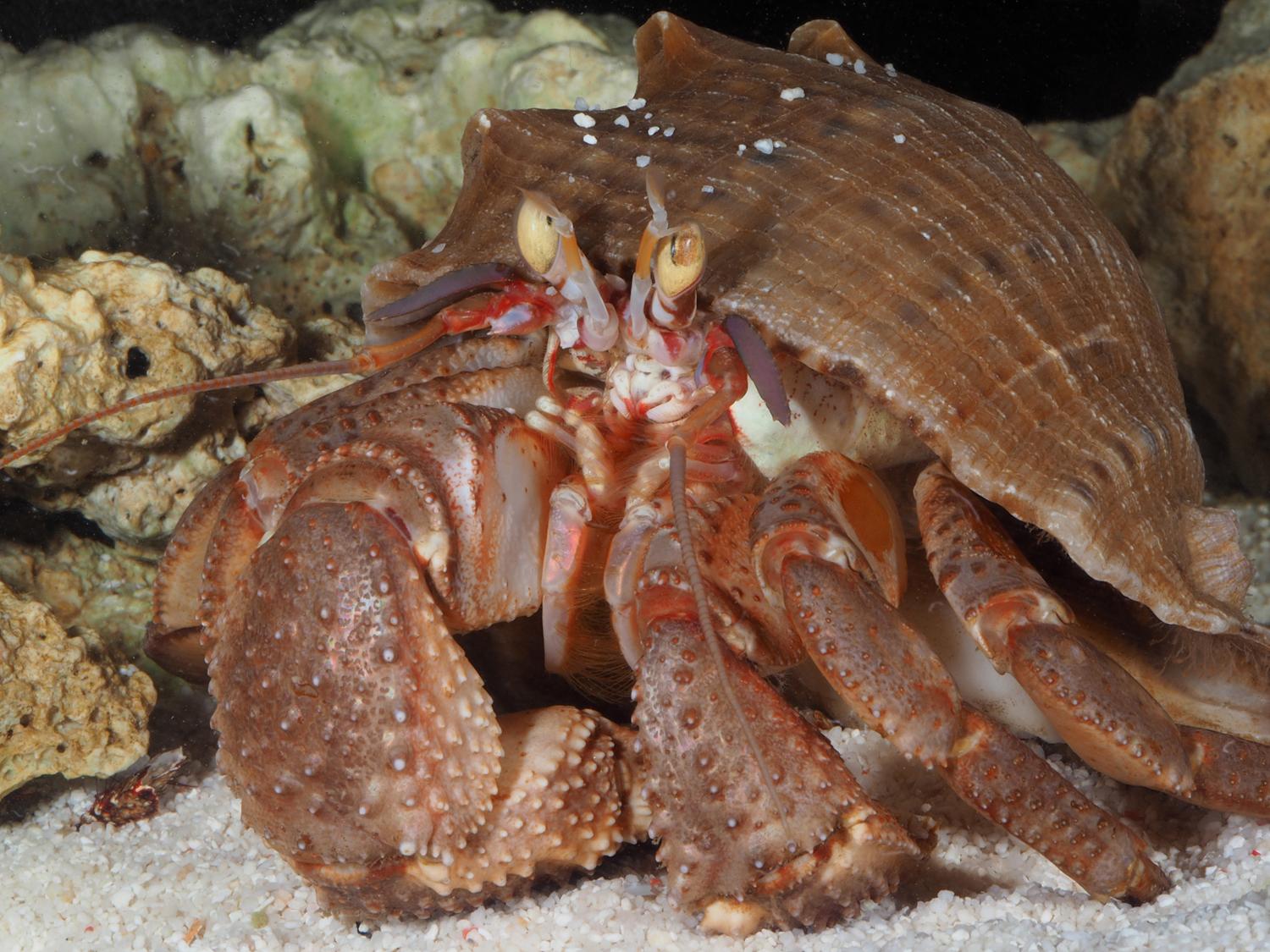 中国海寄居蟹总科图鉴