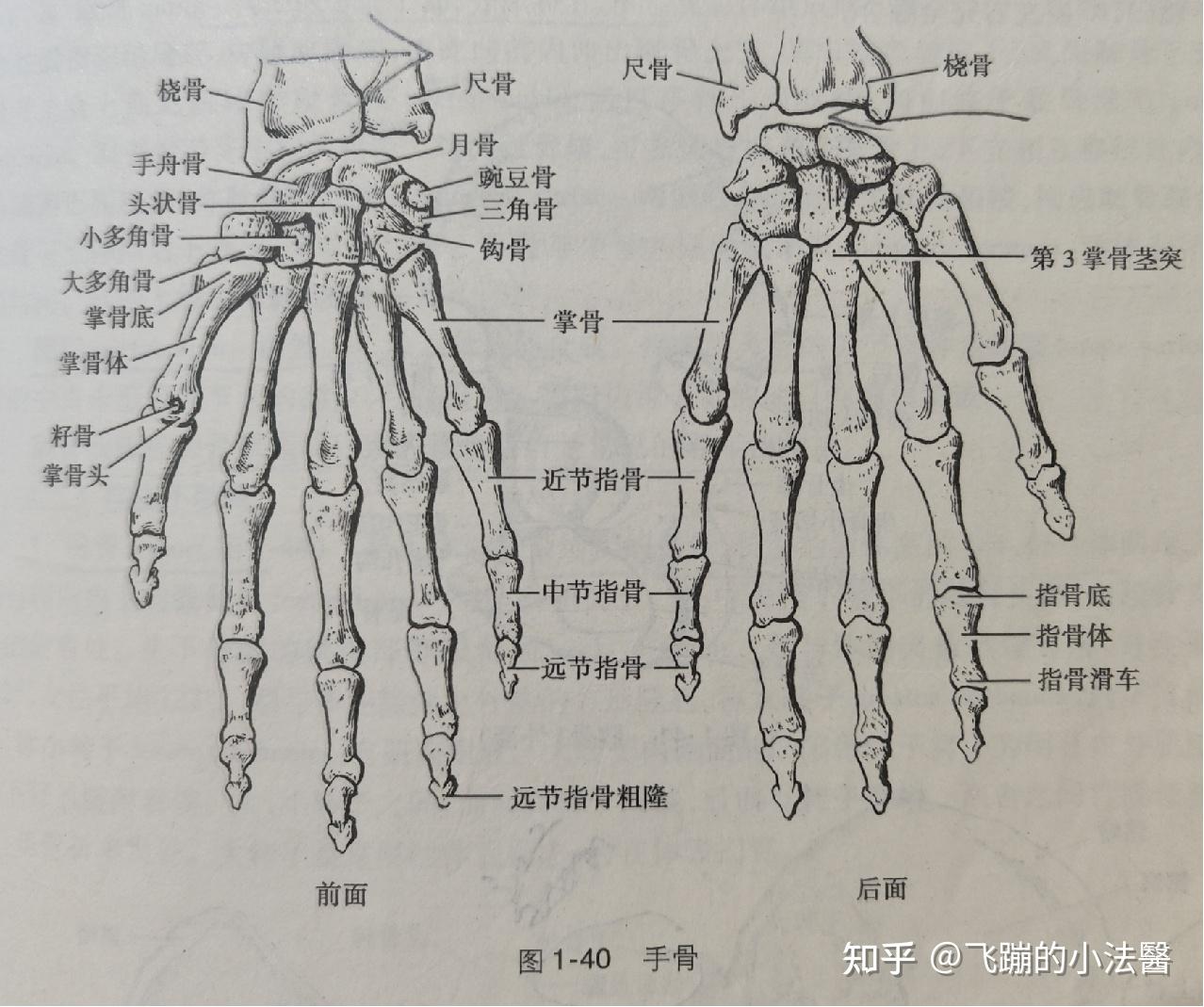 拇指指骨远节粗隆粉碎性骨折是轻微伤吗