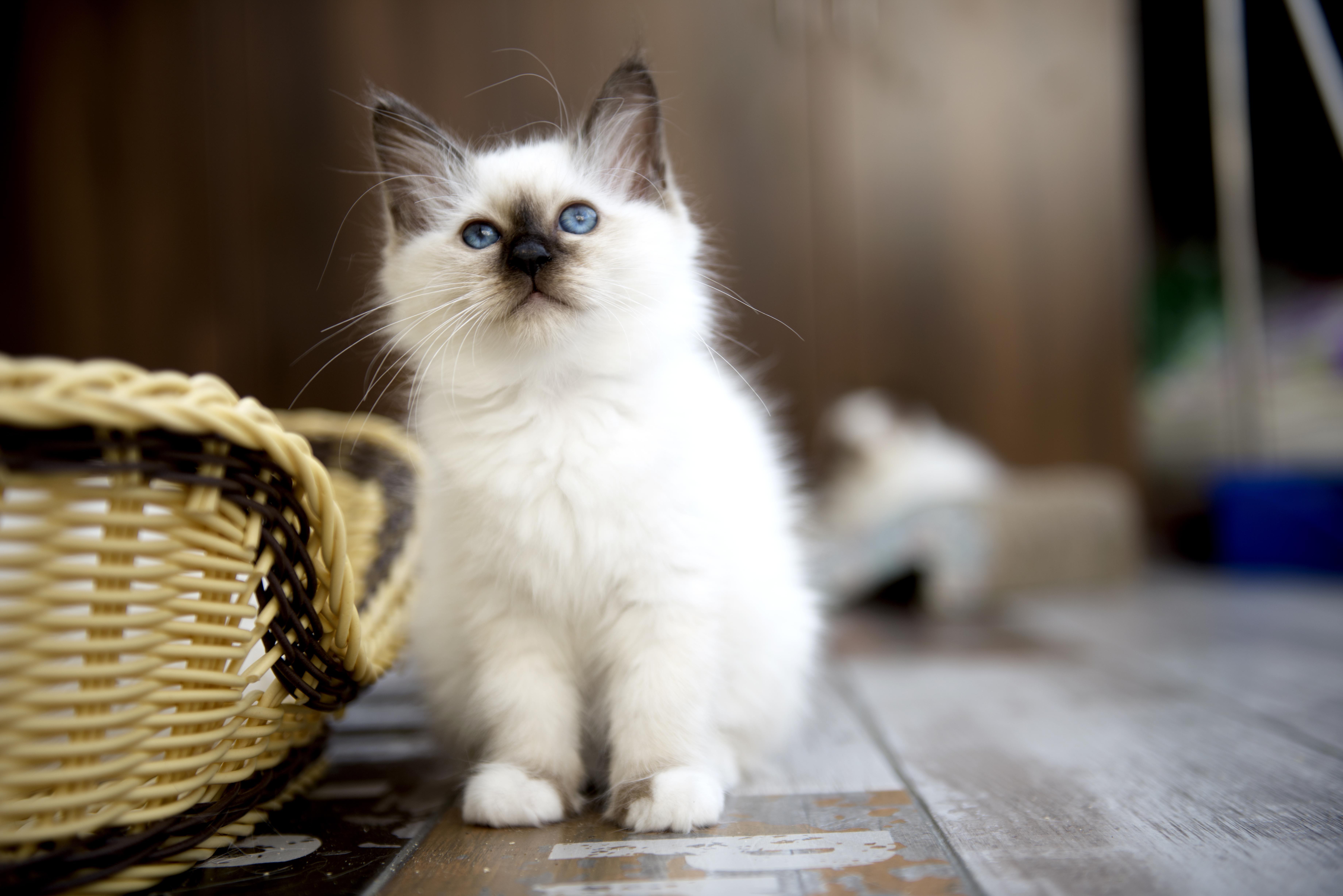 养伯曼猫是怎样一种体验