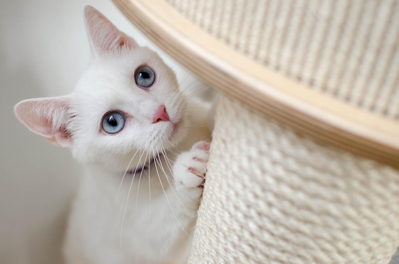猫咪得了三体炎 难道 三体文明 已经对猫下手了 知乎 猫咪得了三体炎 难道 三体文明 已经对猫下手了 知乎