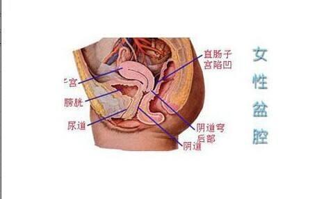 子宫和盆腔的位置图图片