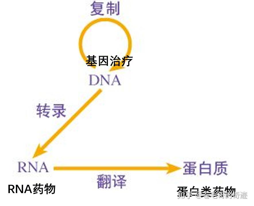 沿著中心法則遺傳信息從dna傳遞給mrna,再通過mrna傳遞給蛋白質