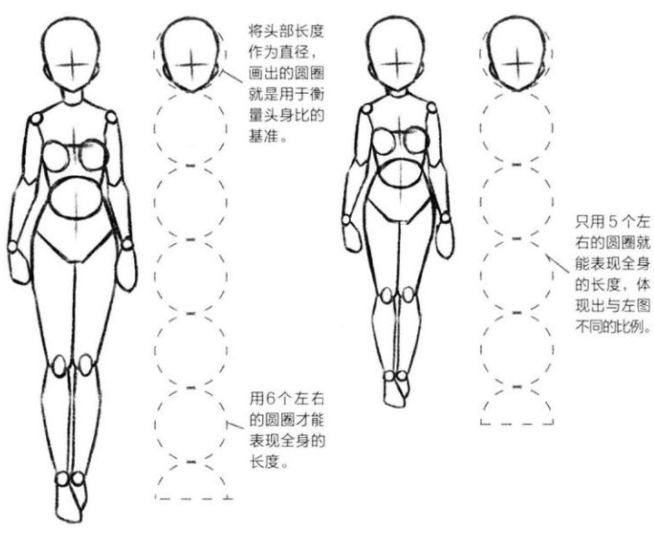 二次元中的人体比例是怎样的