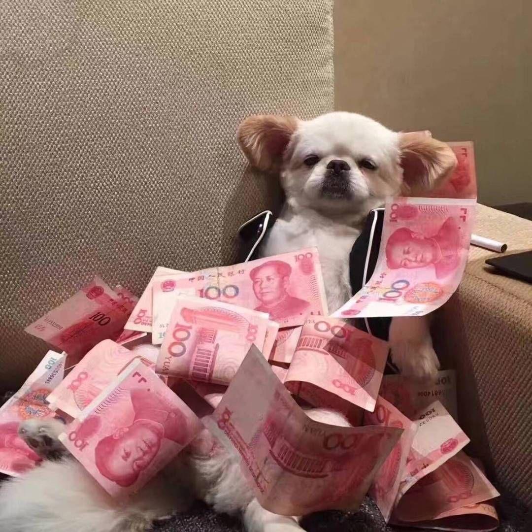 有哪些可爱的狗狗头像? - 知乎