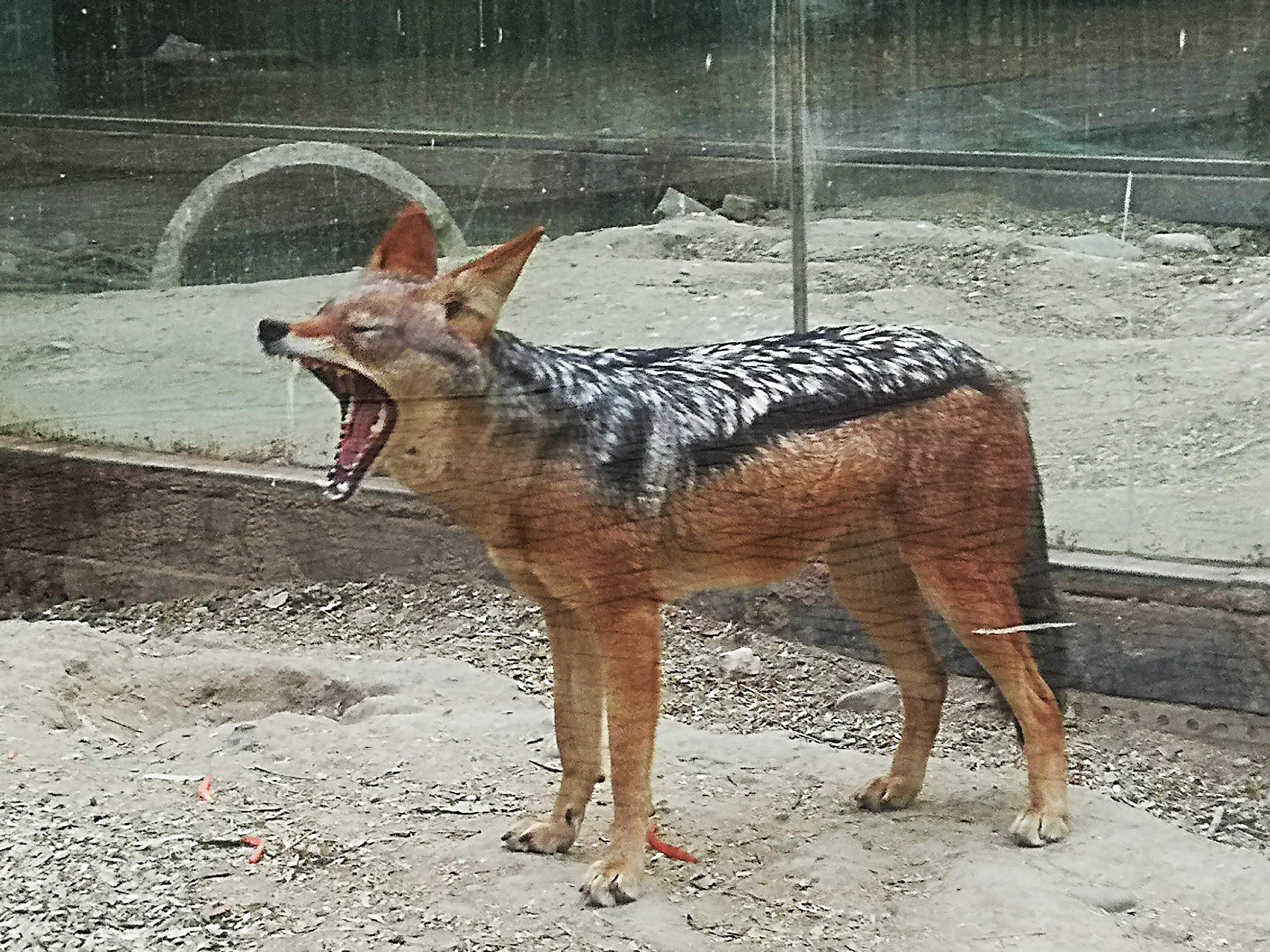 北京动物园犬科动物馆图片