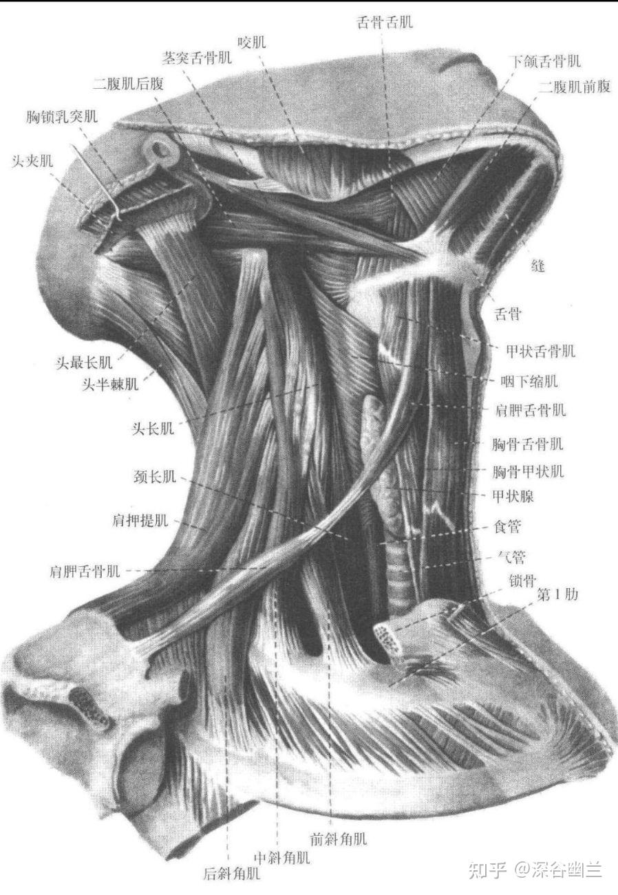 颈丛神经、肌肉与运动 - 知乎