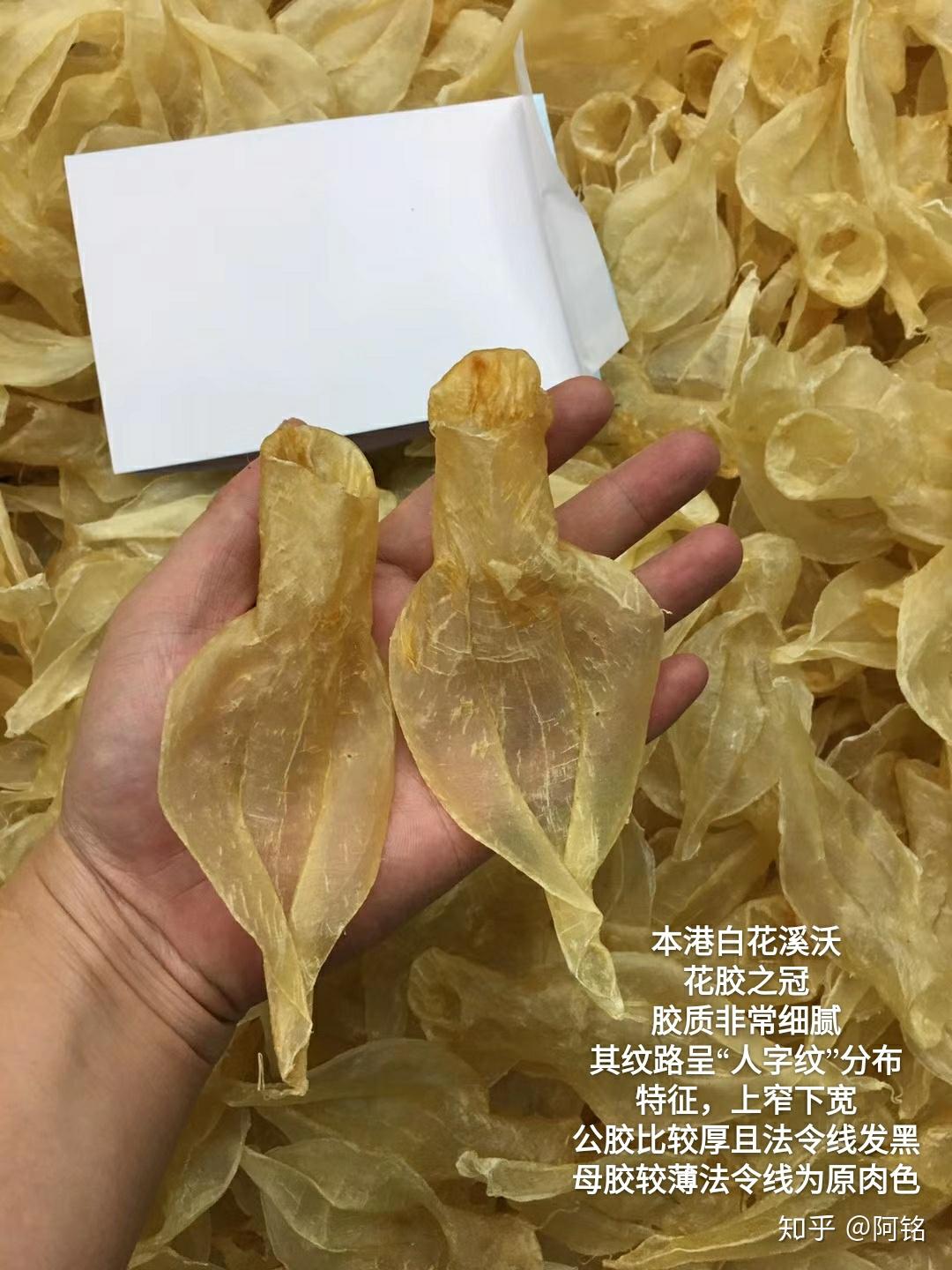 干货!教你正确认知鱼胶细节和选择鱼胶建议 - 知乎