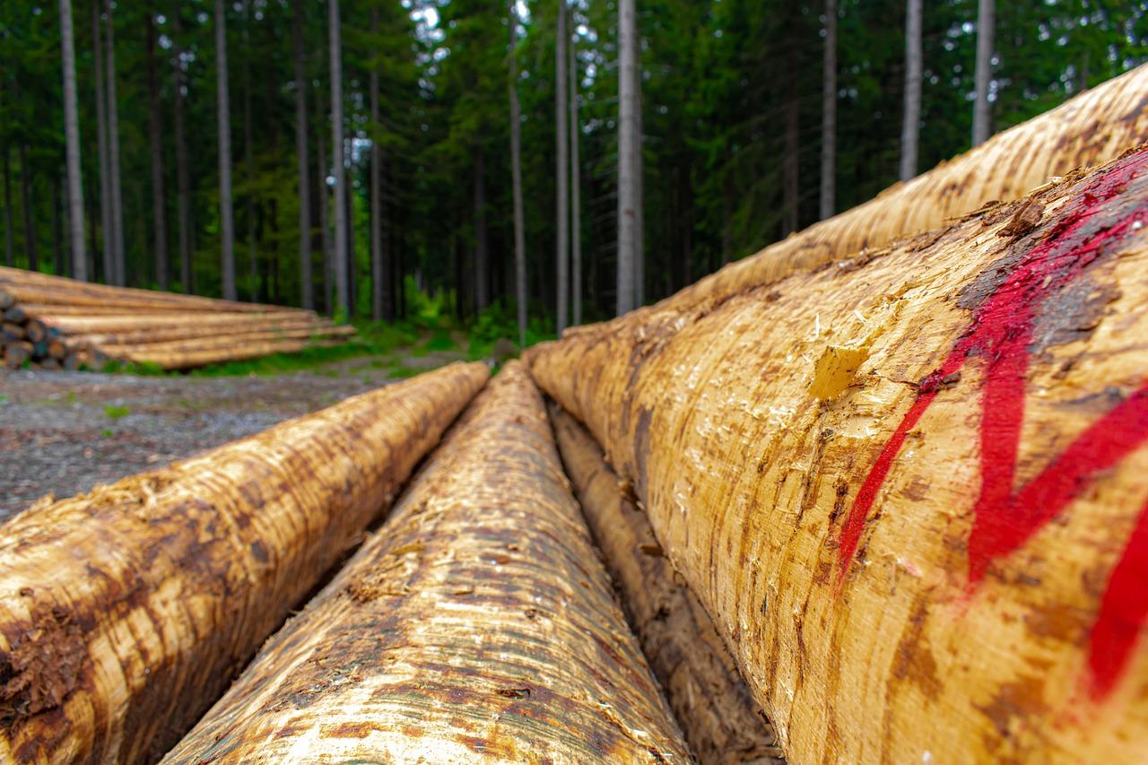 2. 香樟木特性解析