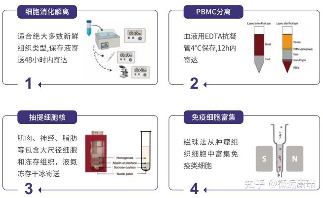 通關秘籍一單細胞測序組織樣本解離和送樣指南帶您躍遷科研新境界