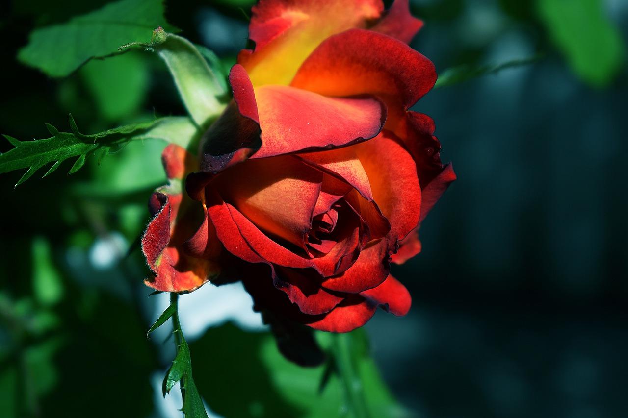 种植月季前景如何