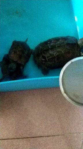 怎么养乌龟才能养熟 v2-59eade0c0b798baadbd6217a6ccc5882.jpeg