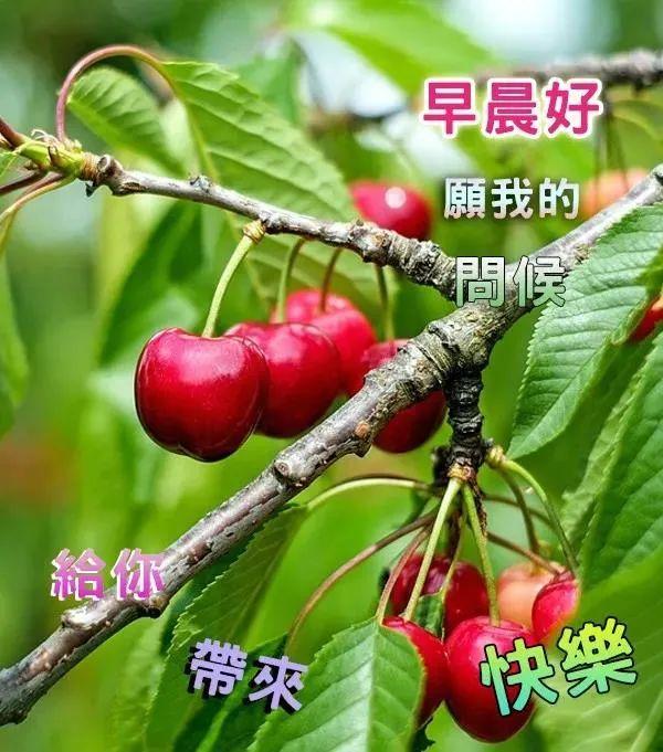 夏季早上好温馨问候祝福语图片发朋友早晨好的动态表情图片带字祝福