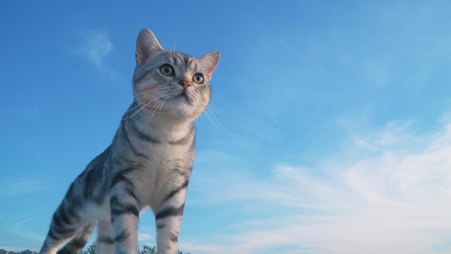 一只高冷厌世但又十分粘人的猫咪小七
