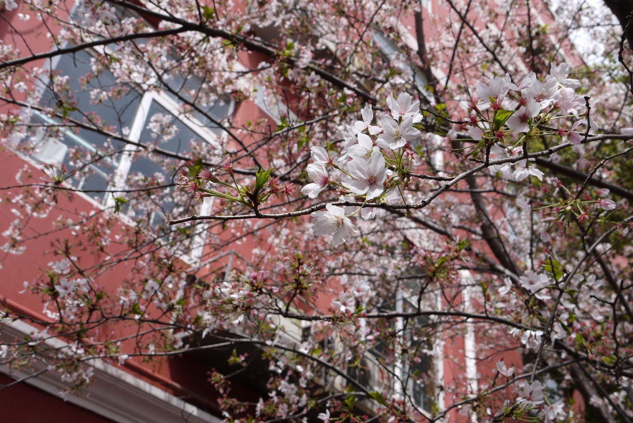 在上海市民办新竹园中学就读是一种怎样的体验